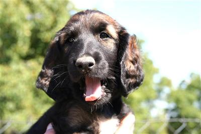 Afghan Hound Puppies for Sale